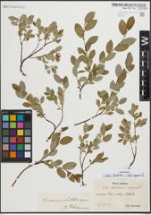 Foto von Salix hastata L. x Salix repens L.